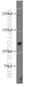 DGCR8 Microprocessor Complex Subunit antibody, 60084-1-Ig, Proteintech Group, Western Blot image 