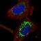 Cytochrome C Oxidase Assembly Factor 6 antibody, HPA028588, Atlas Antibodies, Immunofluorescence image 