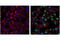 SMAD Family Member 1 antibody, 13820P, Cell Signaling Technology, Immunofluorescence image 