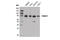 Protein Arginine Methyltransferase 7 antibody, 14762S, Cell Signaling Technology, Western Blot image 