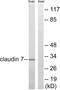 CLDN7 antibody, LS-B7590, Lifespan Biosciences, Western Blot image 
