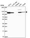 AP1B1 antibody, PA5-66752, Invitrogen Antibodies, Western Blot image 