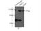 Ubiquitin carboxyl-terminal hydrolase 13 antibody, 16840-1-AP, Proteintech Group, Immunoprecipitation image 