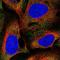 Bardet-Biedl Syndrome 4 antibody, NBP1-86248, Novus Biologicals, Immunofluorescence image 