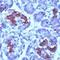 S-AG antibody, PA1-38475, Invitrogen Antibodies, Immunohistochemistry frozen image 