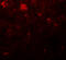 Nanog Homeobox antibody, A00153, Boster Biological Technology, Immunofluorescence image 