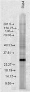 RAB4A antibody, LS-B8414, Lifespan Biosciences, Western Blot image 