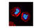 Histone H3 antibody, 9713P, Cell Signaling Technology, Immunofluorescence image 
