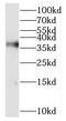 Replication Factor C Subunit 2 antibody, FNab07248, FineTest, Western Blot image 
