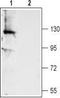 Anoctamin 1 antibody, TA328784, Origene, Western Blot image 