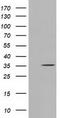Short Chain Dehydrogenase/Reductase Family 9C Member 7 antibody, TA501707, Origene, Western Blot image 