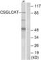 Chondroitin Polymerizing Factor 2 antibody, LS-C119851, Lifespan Biosciences, Western Blot image 