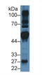 Fibroblast growth factor receptor substrate 2 antibody, MBS2004990, MyBioSource, Western Blot image 