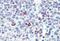 Lin-28 Homolog B antibody, NBP1-50529, Novus Biologicals, Immunohistochemistry frozen image 