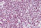H2A Histone Family Member X antibody, MBS243017, MyBioSource, Immunohistochemistry frozen image 