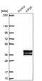 Kinesin Family Member 25 antibody, PA5-61165, Invitrogen Antibodies, Western Blot image 