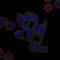 ATP Binding Cassette Subfamily B Member 5 antibody, GTX60661, GeneTex, Immunofluorescence image 