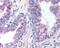 Exocyst Complex Component 2 antibody, 48-428, ProSci, Immunohistochemistry paraffin image 