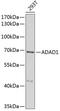 Adenosine Deaminase Domain Containing 1 antibody, 22-264, ProSci, Western Blot image 