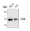 Non-Homologous End Joining Factor 1 antibody, PA5-17198, Invitrogen Antibodies, Western Blot image 
