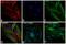 Rabbit IgG antibody, A-21443, Invitrogen Antibodies, Immunofluorescence image 