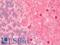 Ankyrin-2 antibody, LS-C228744, Lifespan Biosciences, Immunohistochemistry frozen image 