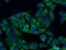 Galectin 3 Binding Protein antibody, 10281-1-AP, Proteintech Group, Immunofluorescence image 