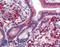 Tripartite Motif Containing 35 antibody, LS-B3509, Lifespan Biosciences, Immunohistochemistry paraffin image 