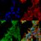 Adrenoceptor Alpha 2C antibody, SMC-433D-FITC, StressMarq, Immunocytochemistry image 