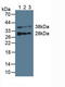 Electron transfer flavoprotein subunit beta antibody, LS-C692759, Lifespan Biosciences, Western Blot image 