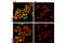 p53 antibody, 9284L, Cell Signaling Technology, Immunofluorescence image 