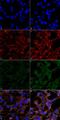 4 Hydroxynonenal antibody, LS-C775515, Lifespan Biosciences, Immunocytochemistry image 
