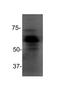 mBD-1 antibody, TA336395, Origene, Western Blot image 