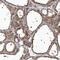 Erythrocyte Membrane Protein Band 4.1 Like 4A antibody, NBP1-81009, Novus Biologicals, Immunohistochemistry frozen image 