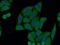 Pyrophosphatase (Inorganic) 1 antibody, 14985-1-AP, Proteintech Group, Immunofluorescence image 