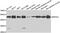 Eukaryotic Translation Elongation Factor 1 Alpha 2 antibody, abx006914, Abbexa, Western Blot image 