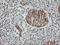 Musashi RNA Binding Protein 1 antibody, LS-C785505, Lifespan Biosciences, Immunohistochemistry paraffin image 