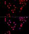 X-Ray Repair Cross Complementing 6 antibody, LS-C331137, Lifespan Biosciences, Immunofluorescence image 