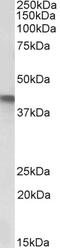 Heterogeneous Nuclear Ribonucleoprotein A2/B1 antibody, 43-499, ProSci, Western Blot image 