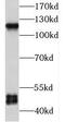 P2X purinoceptor 5 antibody, FNab06070, FineTest, Western Blot image 