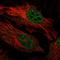 F-Box Protein 34 antibody, HPA052592, Atlas Antibodies, Immunofluorescence image 