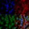 UV Radiation Resistance Associated antibody, SPC-606D-A565, StressMarq, Immunocytochemistry image 