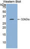 BCL3 Transcription Coactivator antibody, LS-C292980, Lifespan Biosciences, Western Blot image 
