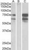 Neurexin 1 antibody, LS-C61771, Lifespan Biosciences, Western Blot image 