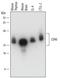 Thy-1 Cell Surface Antigen antibody, AF7335, R&D Systems, Western Blot image 