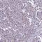 Collagen Type VI Alpha 6 Chain antibody, PA5-60958, Invitrogen Antibodies, Immunohistochemistry frozen image 