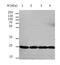 RAN, Member RAS Oncogene Family antibody, TA322510, Origene, Western Blot image 