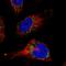 Cytochrome b-c1 complex subunit Rieske, mitochondrial antibody, HPA041863, Atlas Antibodies, Immunocytochemistry image 