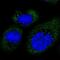 Mab-21 Domain Containing 2 antibody, NBP1-92101, Novus Biologicals, Immunocytochemistry image 