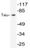 PHF-tau antibody, AP06339PU-N, Origene, Western Blot image 